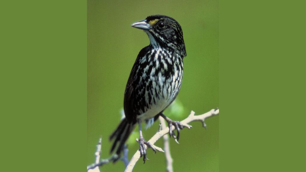 Dusky Seaside Sparrow
