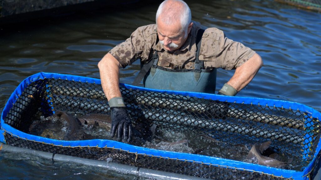 Fish farmer inspecting the fist growth