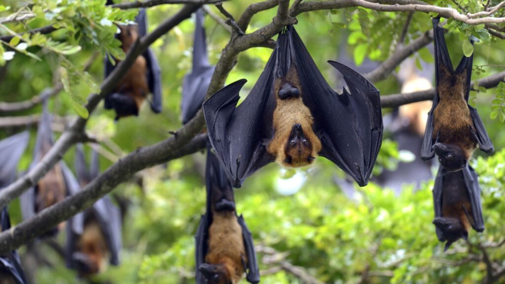 Flying fox bats