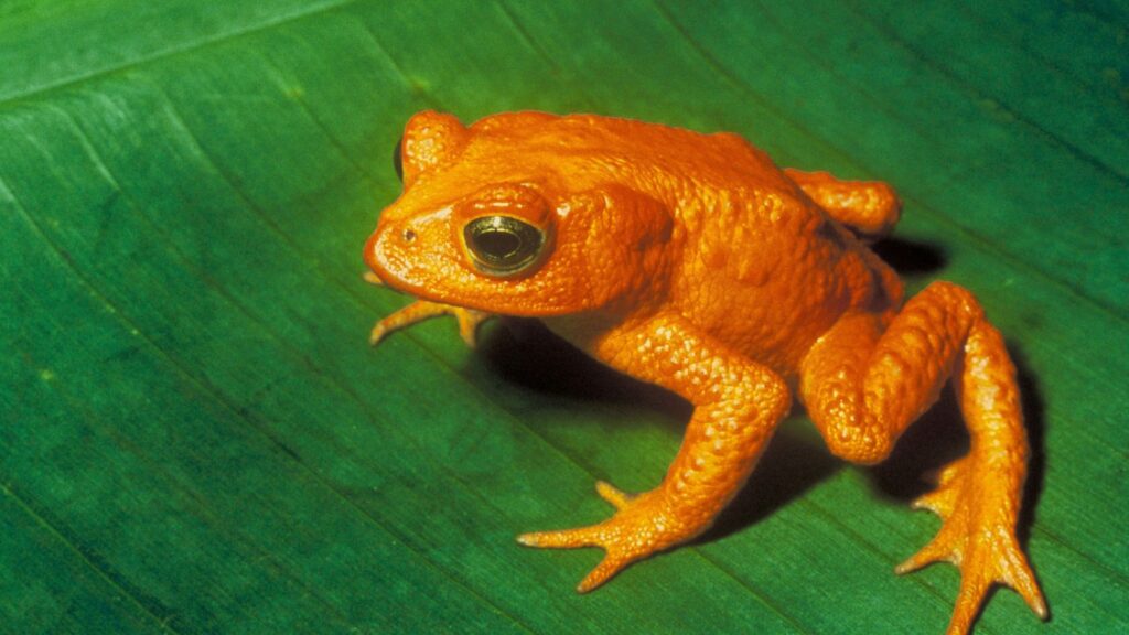 Golden toad (Bufo periglenes)
