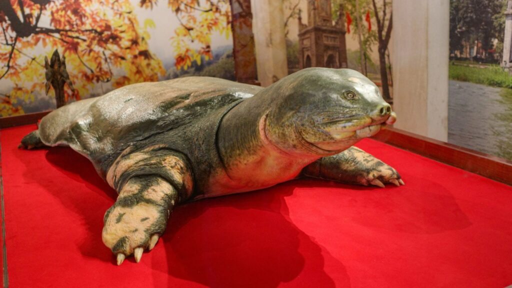 Hanoi, Vietnam A preserved Swinhoe Softshell Turtle (Rafetus swinhoei) on display in Ngoc Son Temple, Hoan Kiem Lake, Hanoi