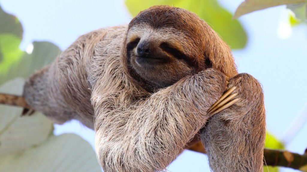 Happy Sloth