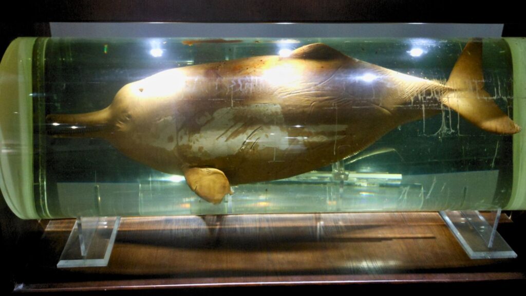 Inside the container is a specimen of a mature Baiji Dolphin (Lipotes vexillifer), which is exhibited in the Museum of Hydrobiological Sciences, Wuhan Institute of Hydrobiology