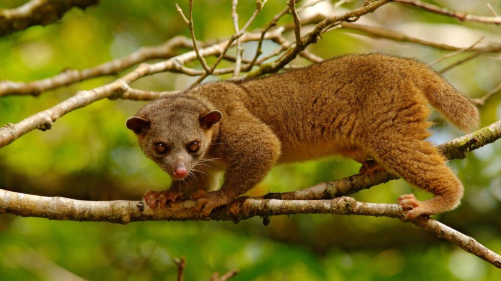 Kinkajou from Costa Rica