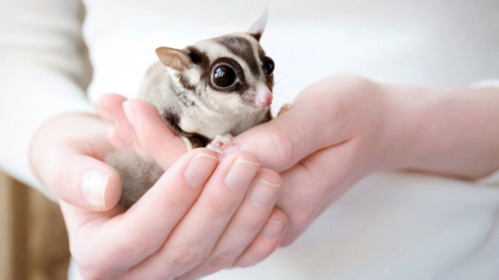 Owner with cute sugar glider