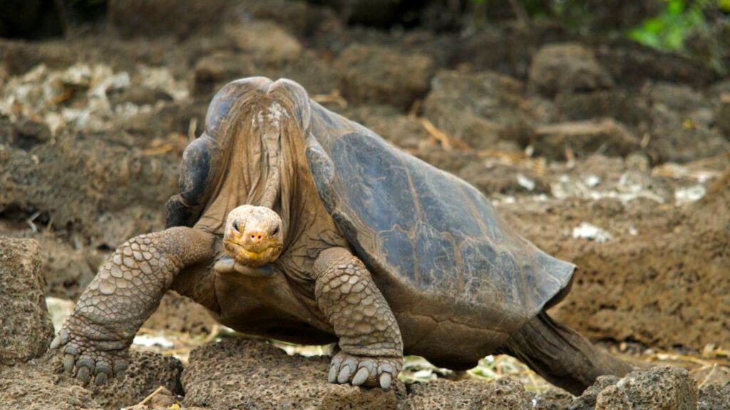 Pinta Island Tortoise Lonesome George 2008