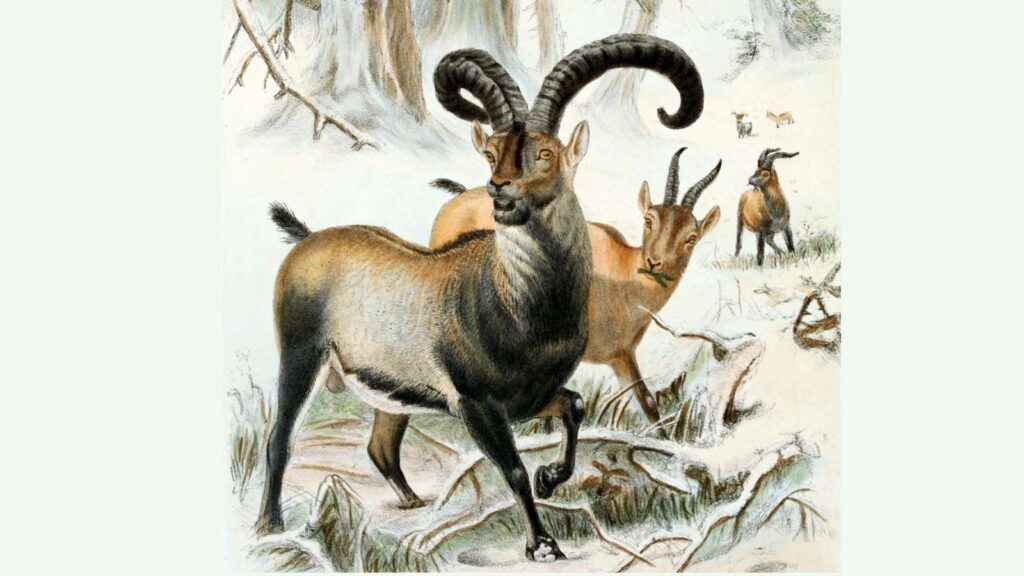 Pyrenean ibex