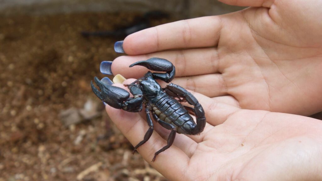 Scorpions in the the forest outdoors