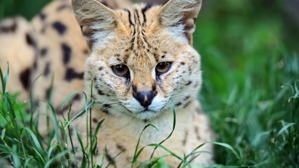 Serval Wild Cat