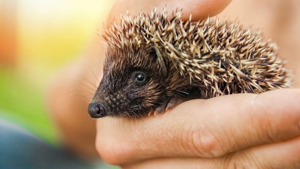 Small prickly hedgehog in the hands of green grass closeup