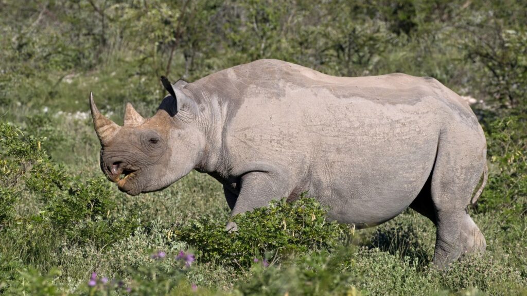 South-western black rhinoceros (Diceros bicornis occidentalis) female, Etosha National Park, Namibia