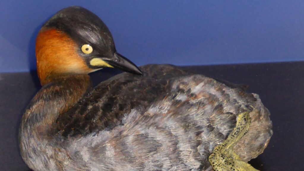 Tachybaptus rufolavatus - Z&uuml;rich Zoo, Alaotra Grebe