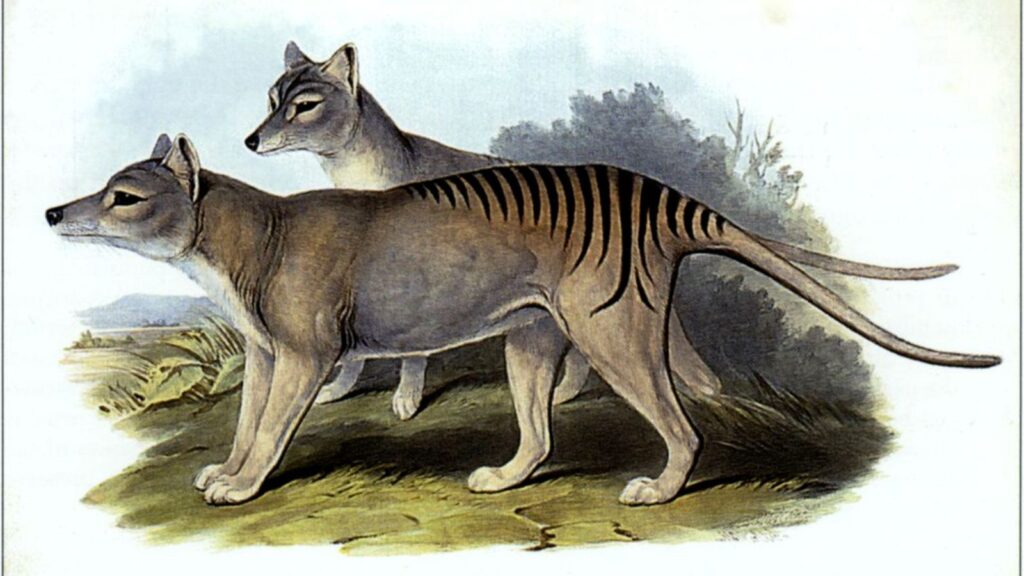 Thylacinus cynocephalus (Gould)