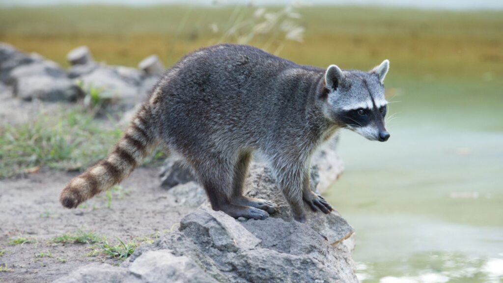 raccoon animal in the river