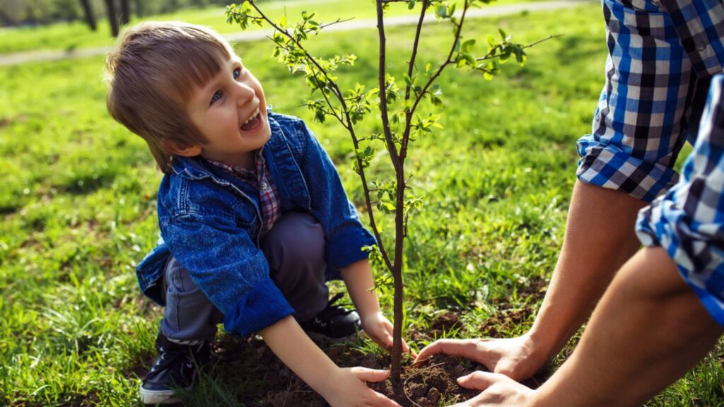 young child boy helping plant tree in garden