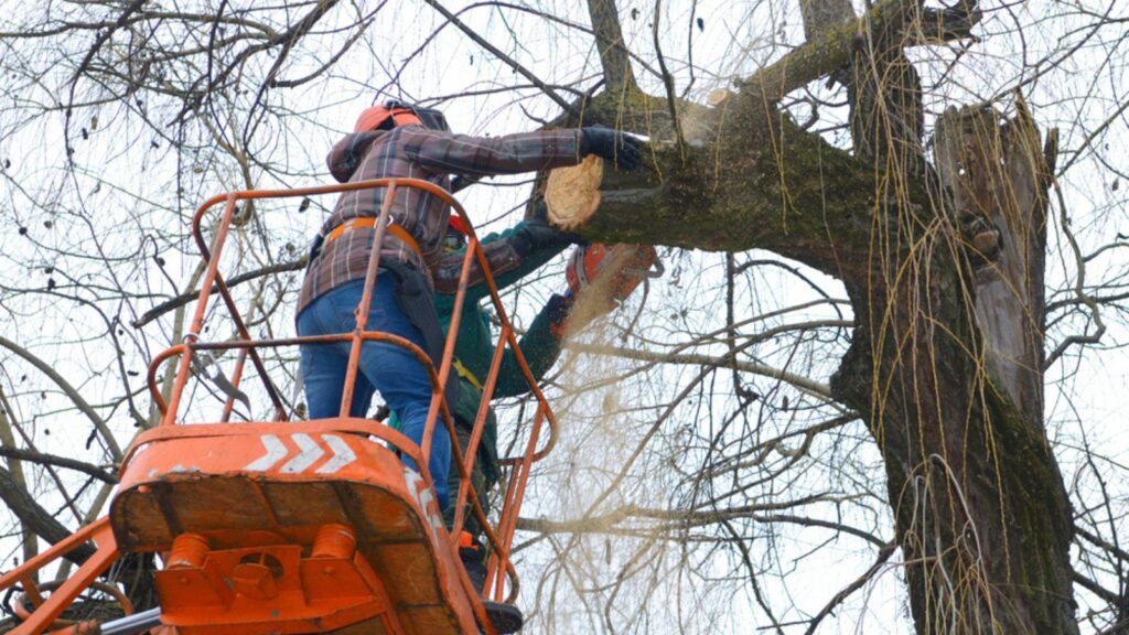 Arborists cut branches of a tree with chainsaw using truck-mounted lift. Kiev, Ukraine
