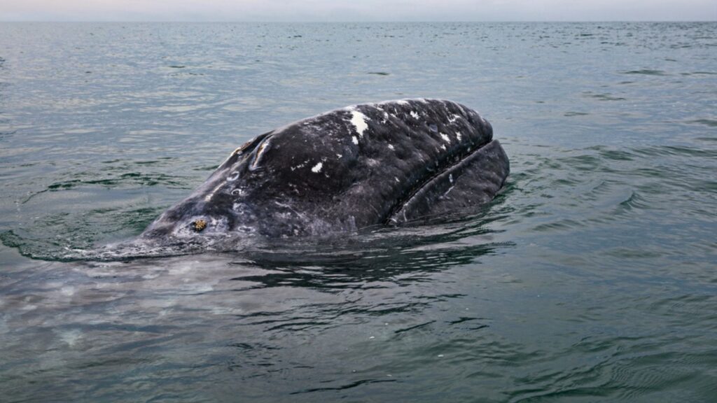 Grey whale surfaces in Baja California on Mexico's Pacific coast