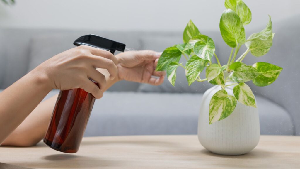 The woman is spraying Liquid fertilizer the foliar feeding on the golden pothos on the wooden table in the living room. The Epipremnum aureum in a white ceramic vase