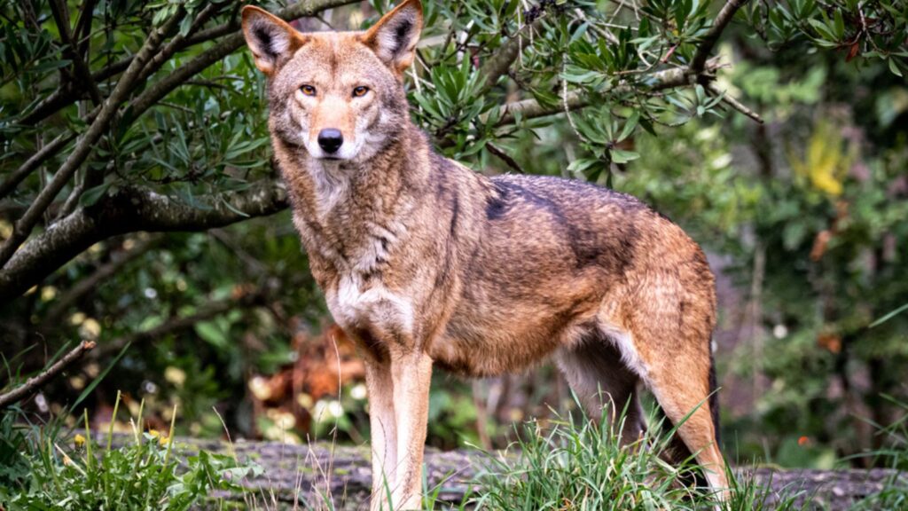 A beautiful red wolf standing at attention at Point Defiance Zoo