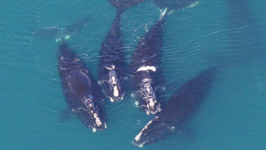 GRNMS - North Atlantic Right Whales (31472816856)
