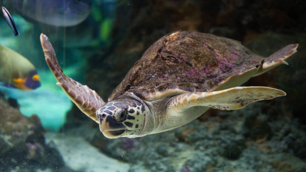 Loggerhead sea turtle (Caretta caretta), also known as the loggerhead. Wildlife