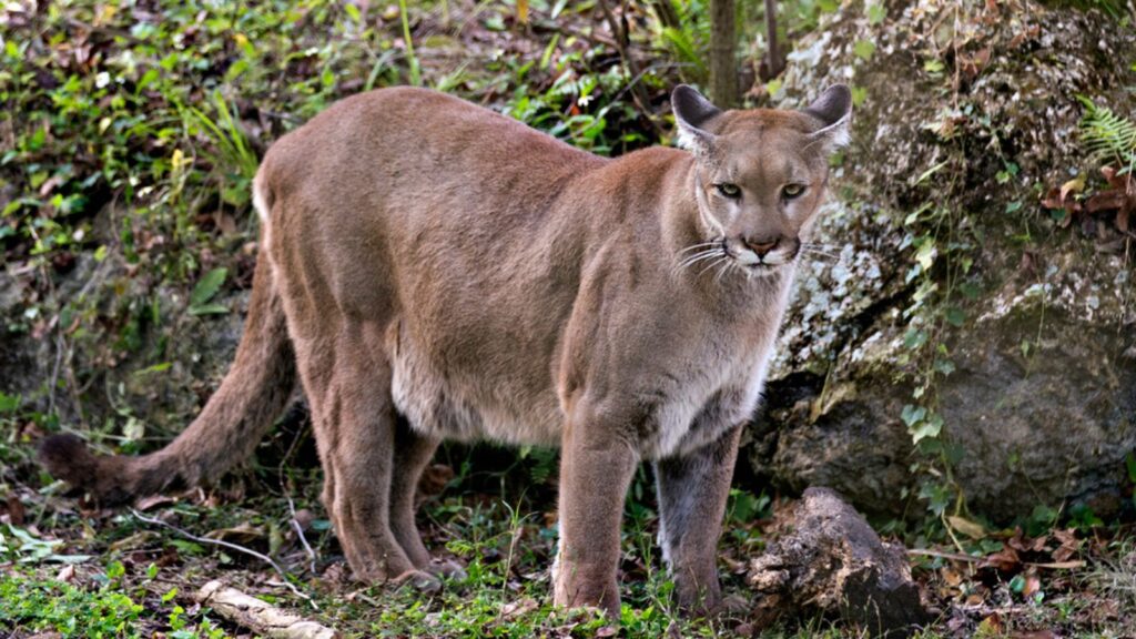 Panther Florida animal close-up profile view looking at the camera with a foliage background while exposing its body, head, ears, eyes, nose, paws, tail in its environment and surrounding