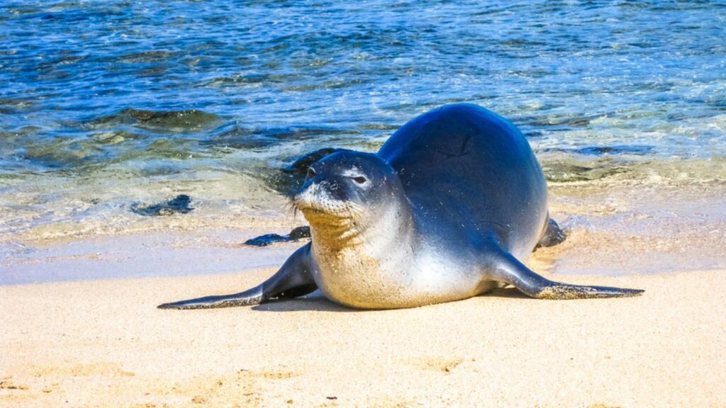 Portrait of a hawaiian monk seal sleeping on the tropical beach, Kauai, Hawaii
