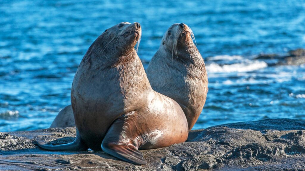 Steller Sea Lion (Eumetopias jubatus) also known as the Northern Sea Lion and Steller's Sea Lion on rocks near Valdes Isand, British Columbia, Canada