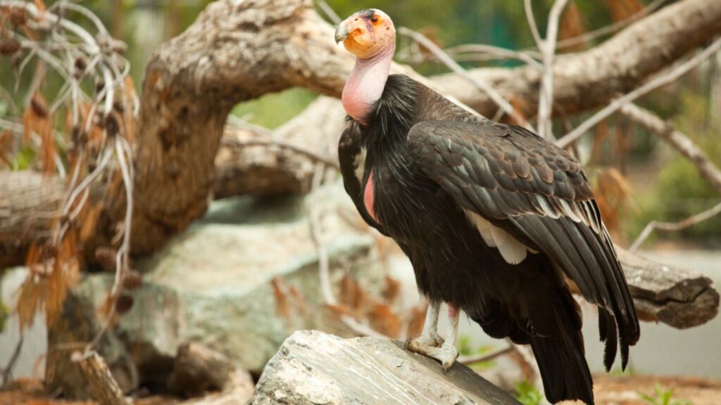 The Endangered California Condor standing on a rock