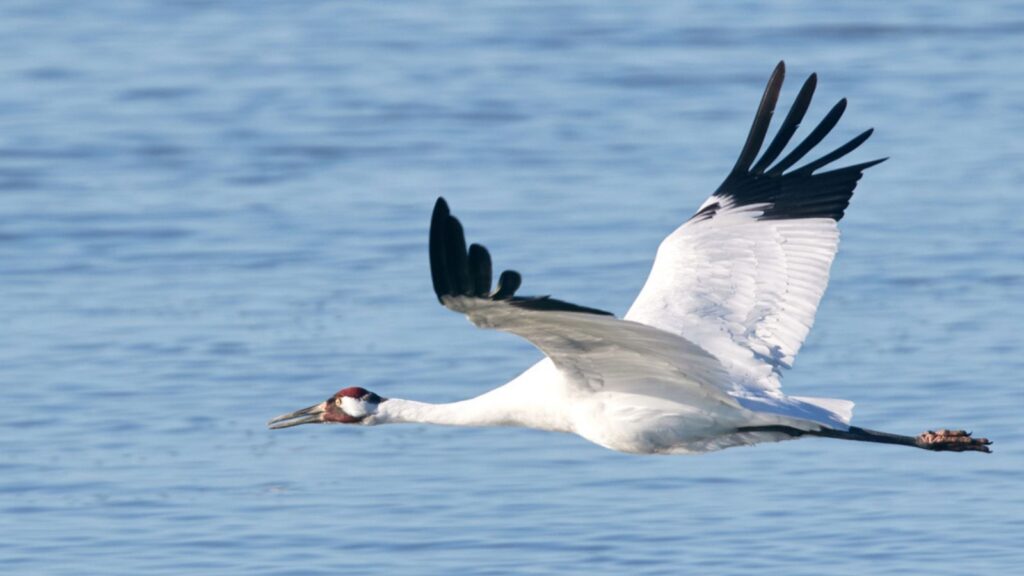 Whooping Crane Flying over the Bay
