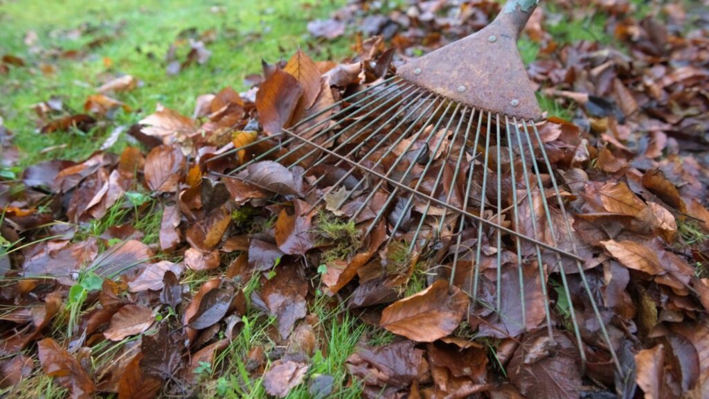 Debris and undergrowth is removed from a healthy green garden lawn using a rake. Moss and brown autumn leaves make up the most of the plant waste