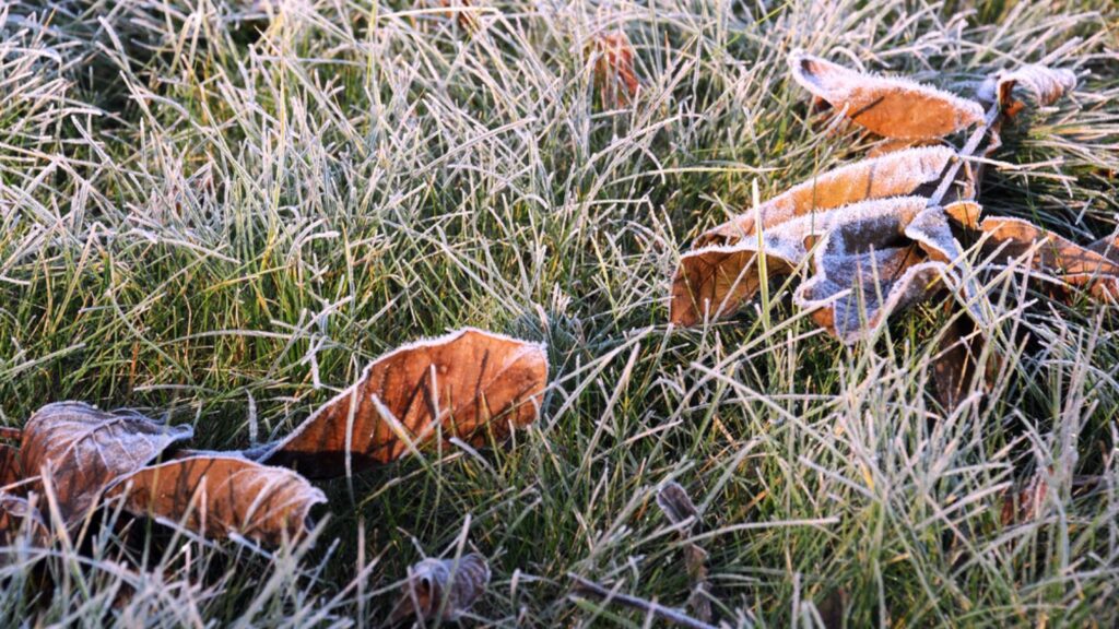 Fallen Leaves on Green Snowy Grass